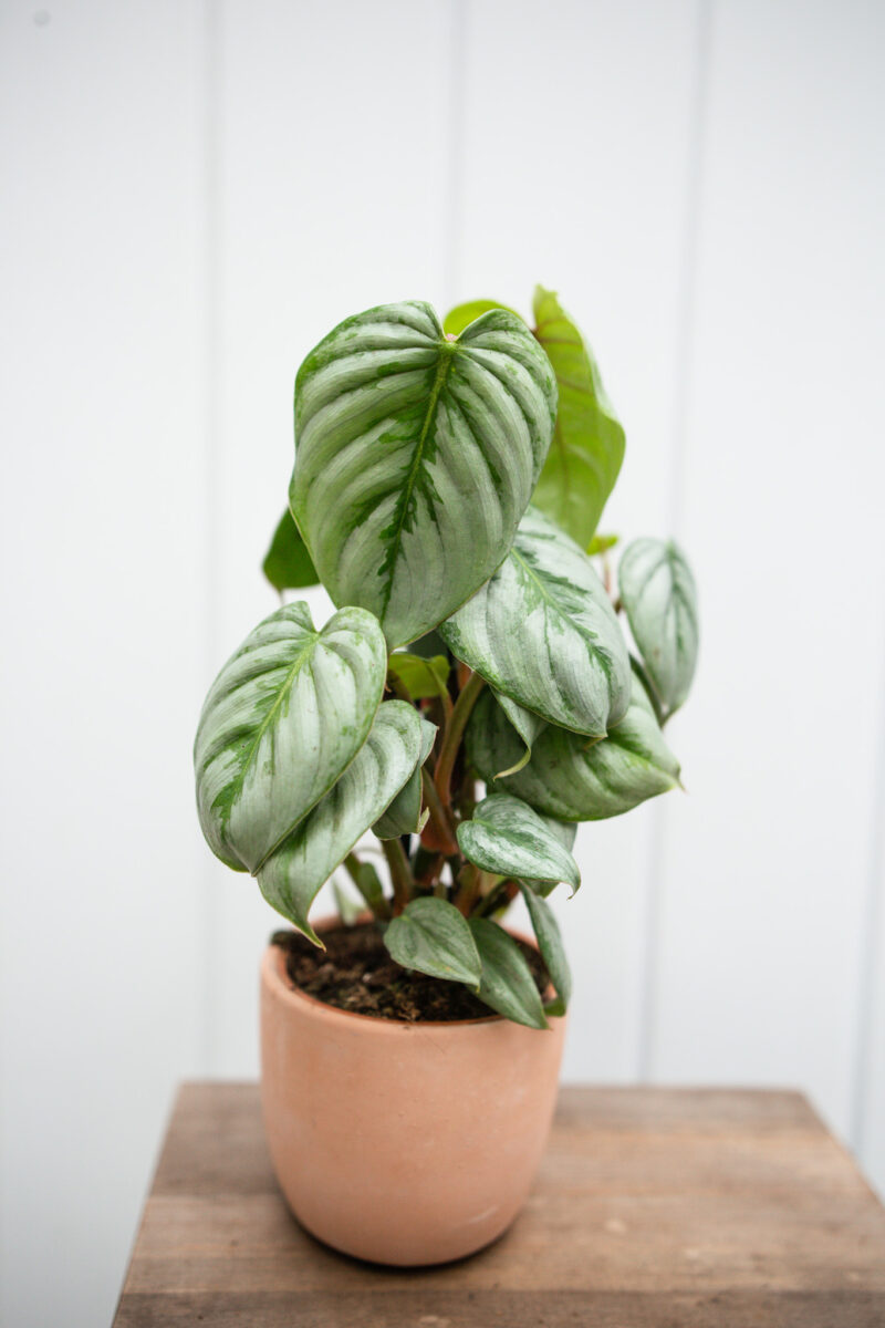 Philodendron Sodiroi Philodendron Sodiroi