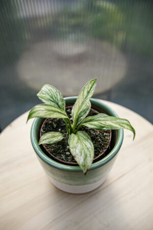 spathiphyllum sensation variegata
