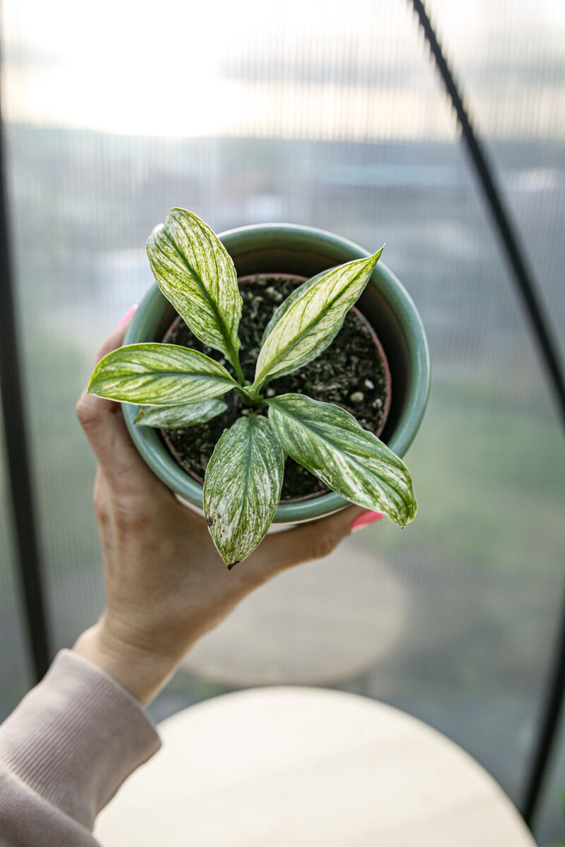 spathiphyllum sensation variegata
