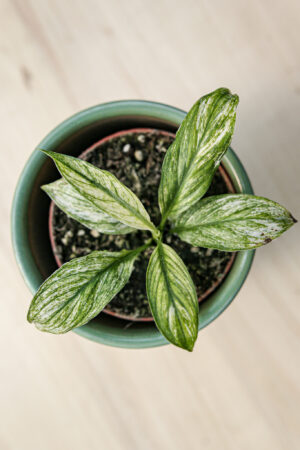 spathiphyllum sensation variegata