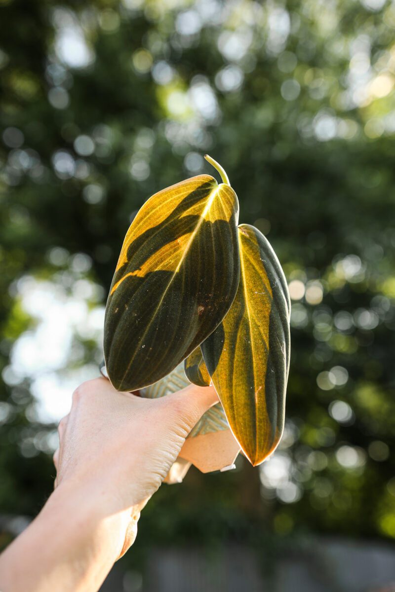 Philodendron Gigas