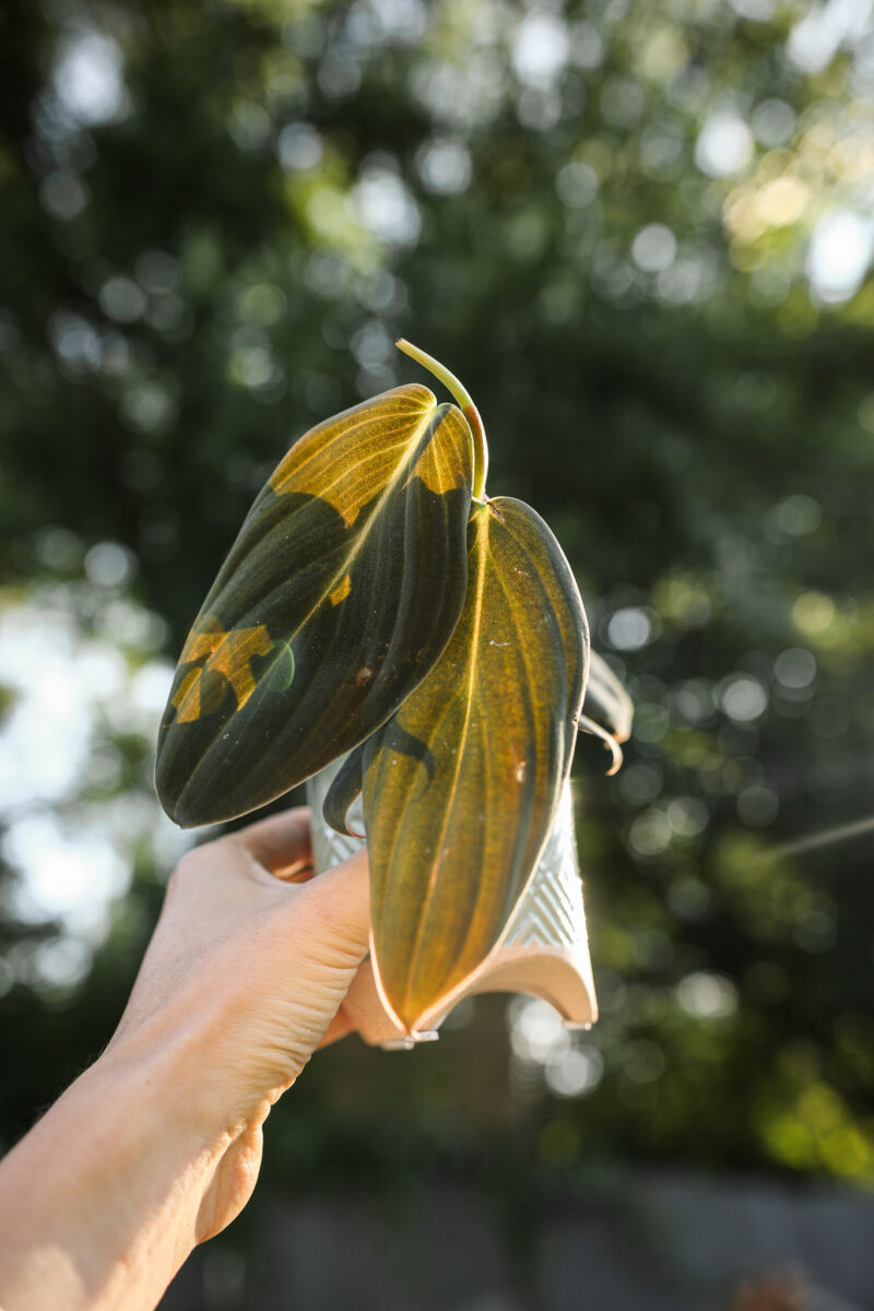 Philodendron Gigas