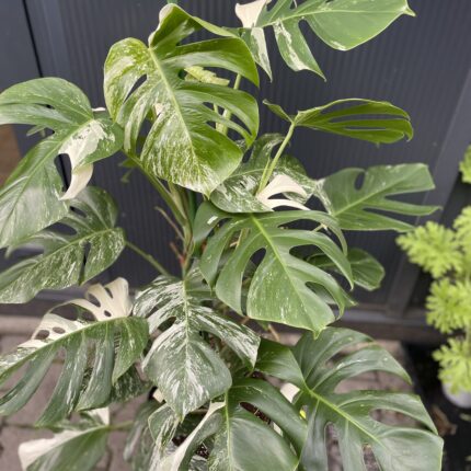 Monstera Variegata XL