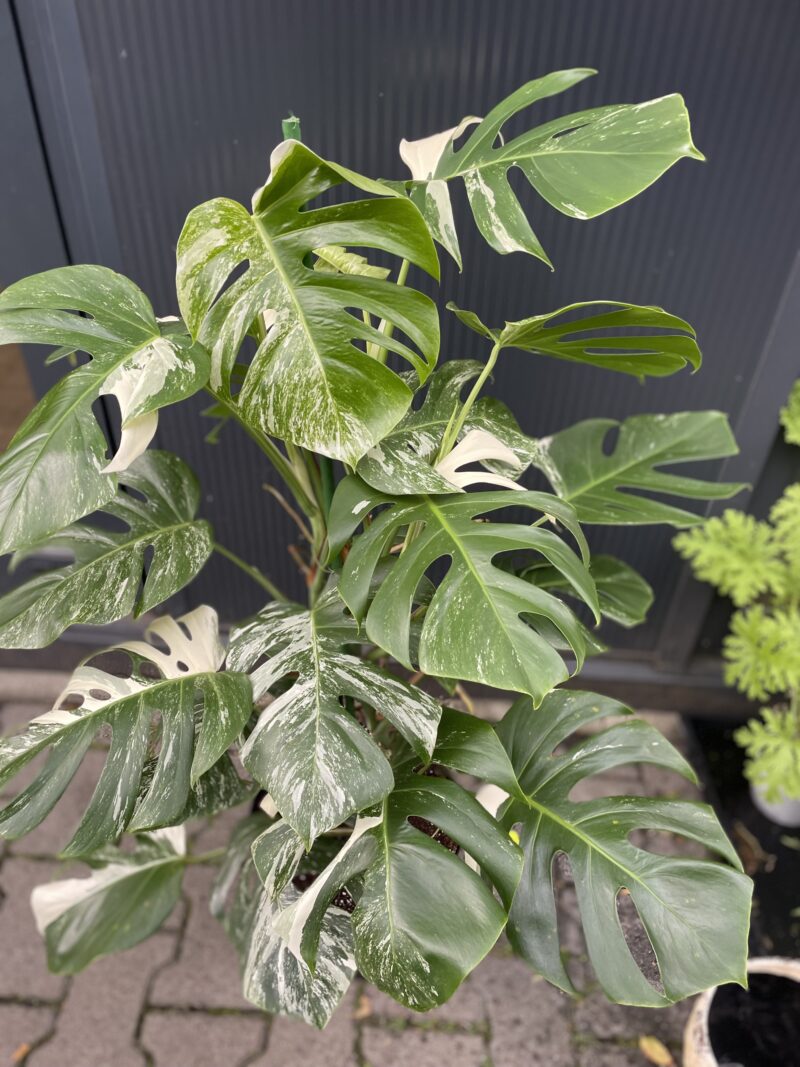Monstera Variegata XL