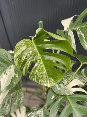 Monstera Variegata XL