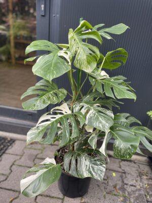 Monstera Variegata XL