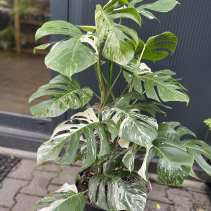 Monstera Variegata XL