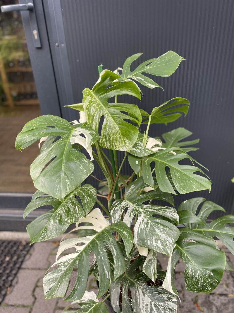 Monstera Variegata XL