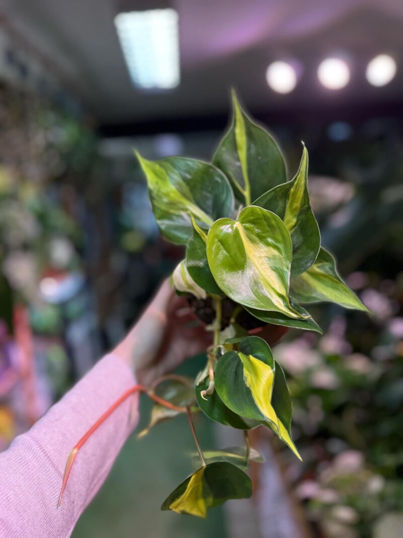 Philodendron Cream Splash