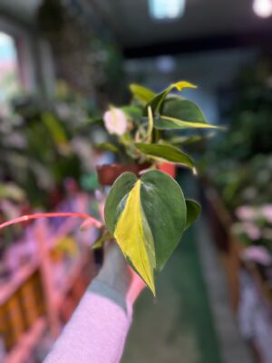 Philodendron Cream Splash