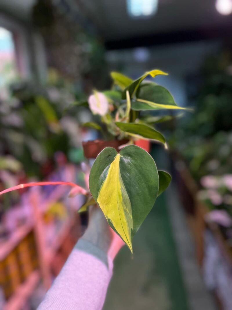Philodendron Cream Splash