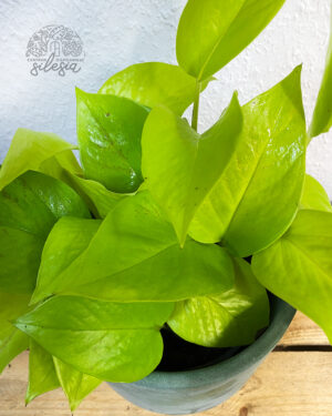Epipremnum Neon