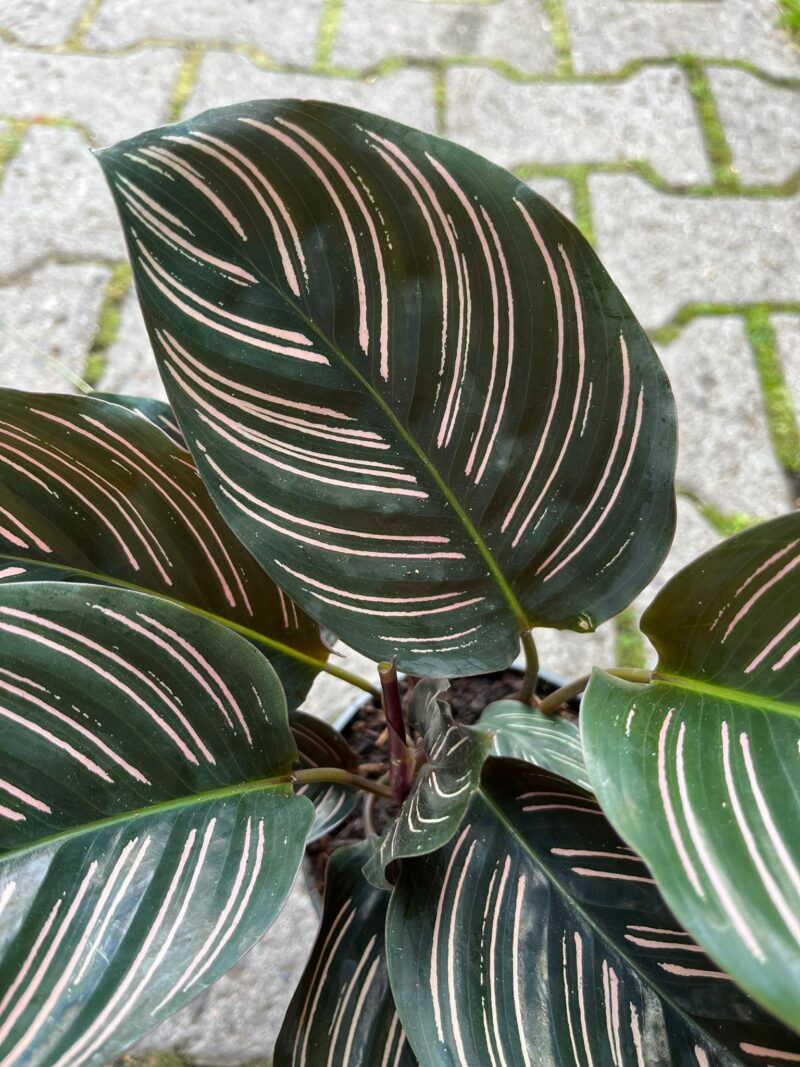 Calathea ornata ‘Sanderiana’ Calathea ornata ‘Sanderiana’