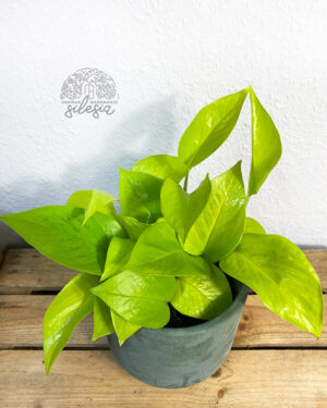 Epipremnum Neon