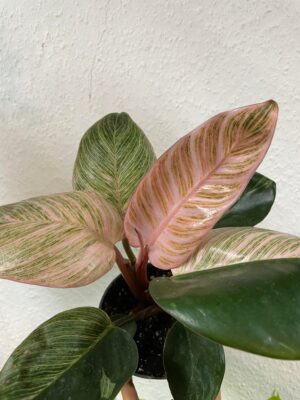 Philodendron Birkin Pink