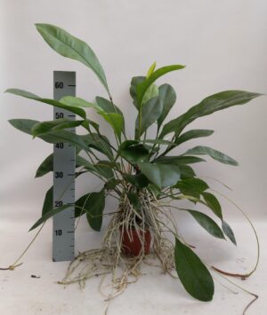 Anthurium Gracile