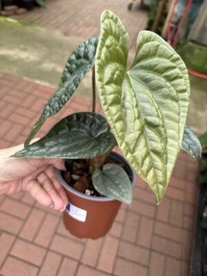 Anthurium Luxurians