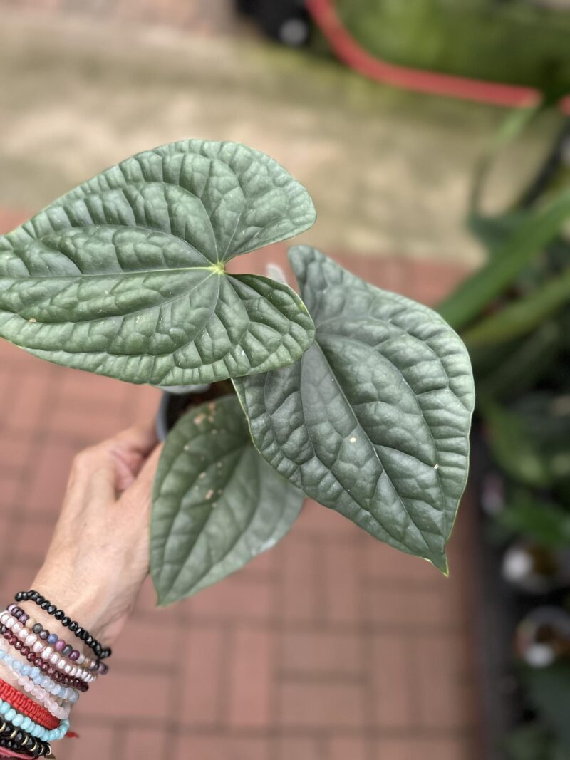Anthurium Luxurians