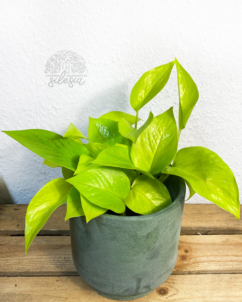 Epipremnum Neon