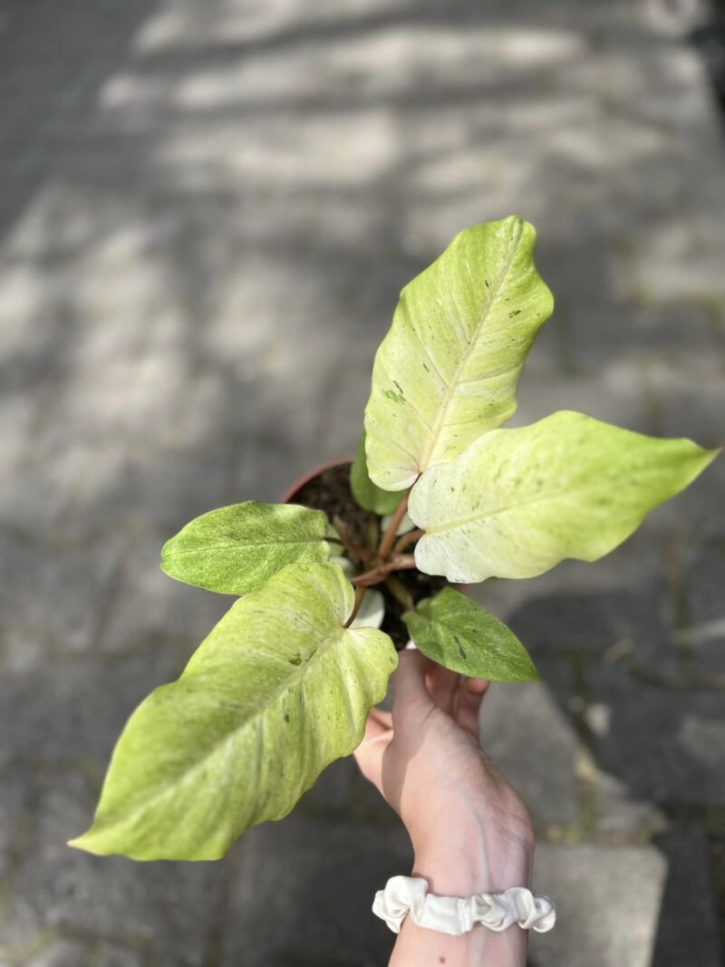 Philodendron Snowdrift Philodendron Snowdrift