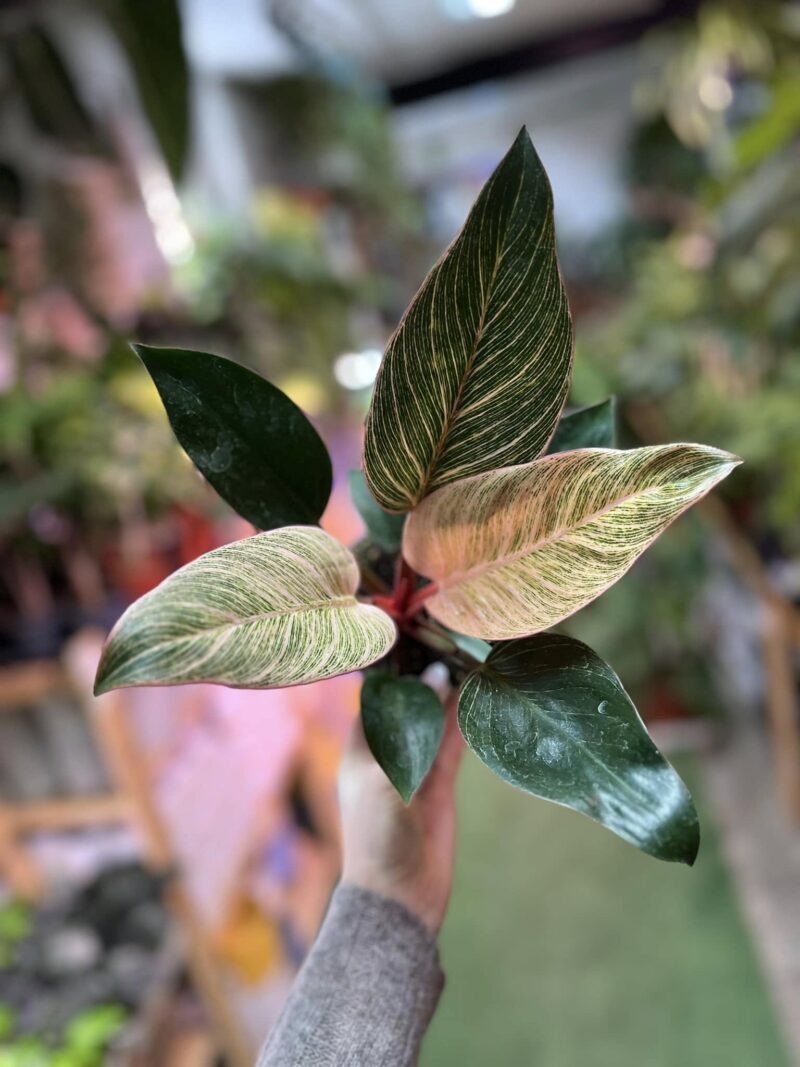 Philodendron Birkin Pink