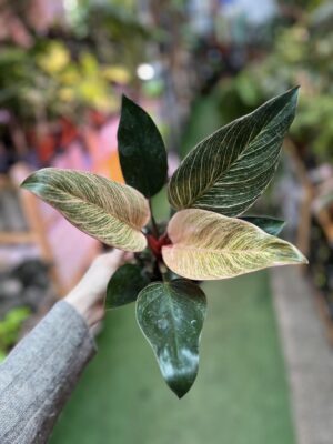 Philodendron Birkin Pink
