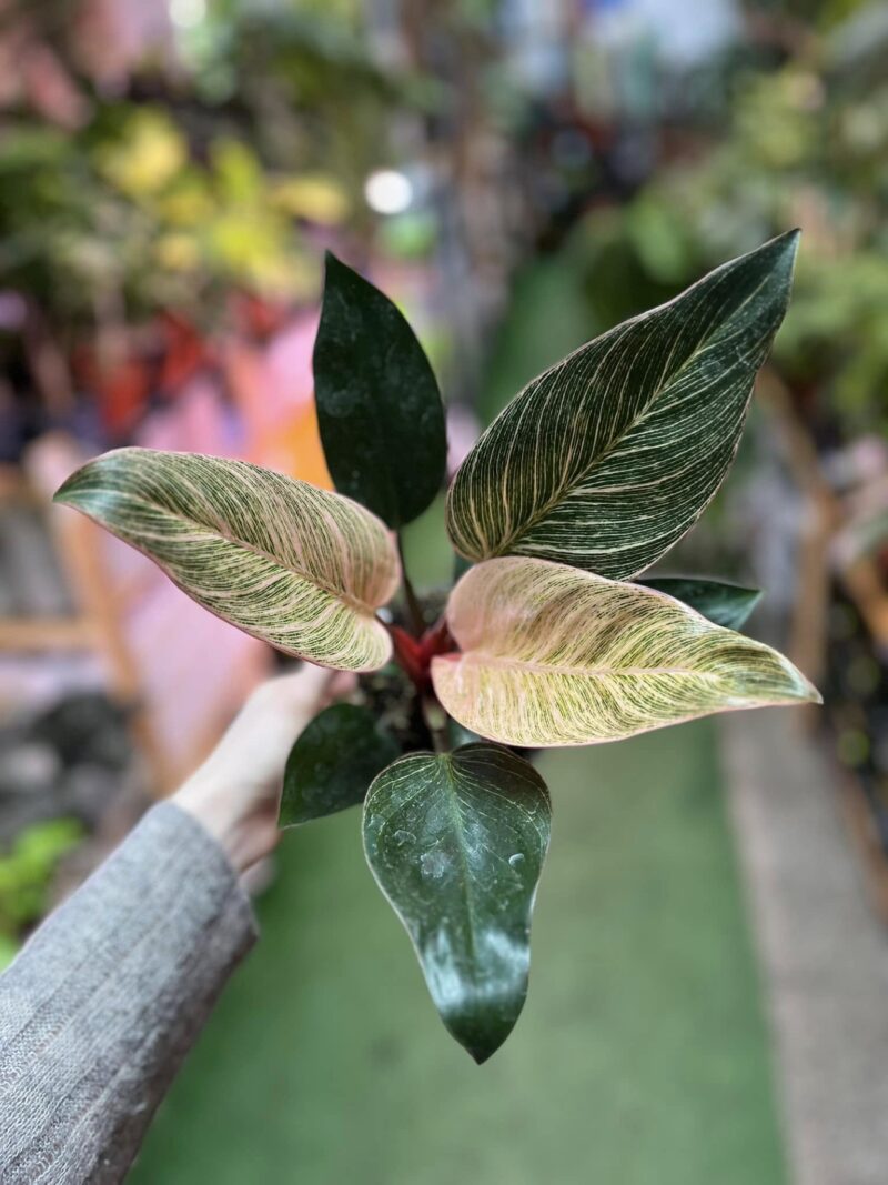 Philodendron Birkin Pink