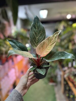 Philodendron Birkin Pink