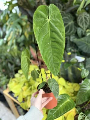 Anthurium Queremalense