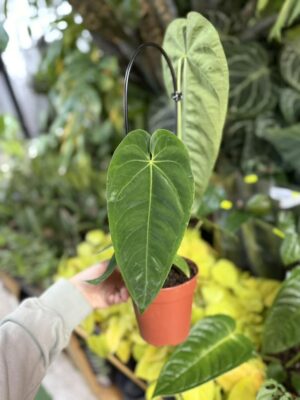 Anthurium Queremalense