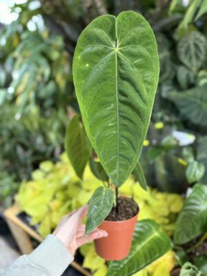 Anthurium Queremalense