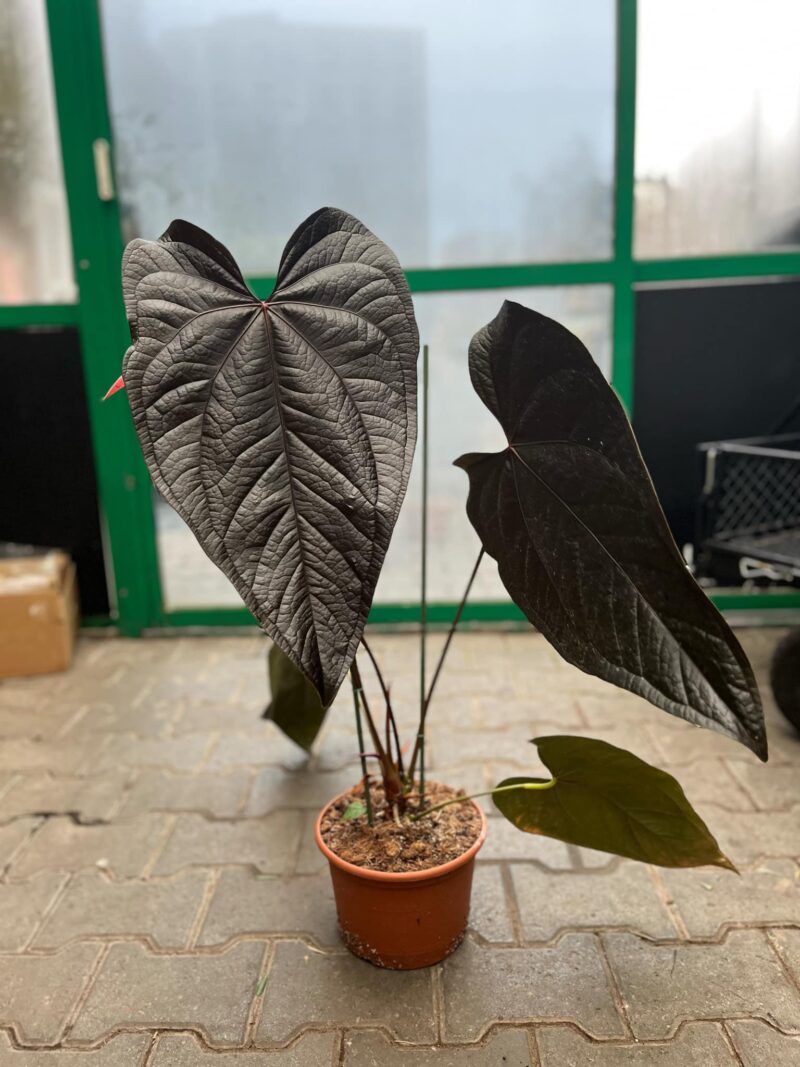 Anthurium Queen of Hearts Anthurium Queen of Hearts