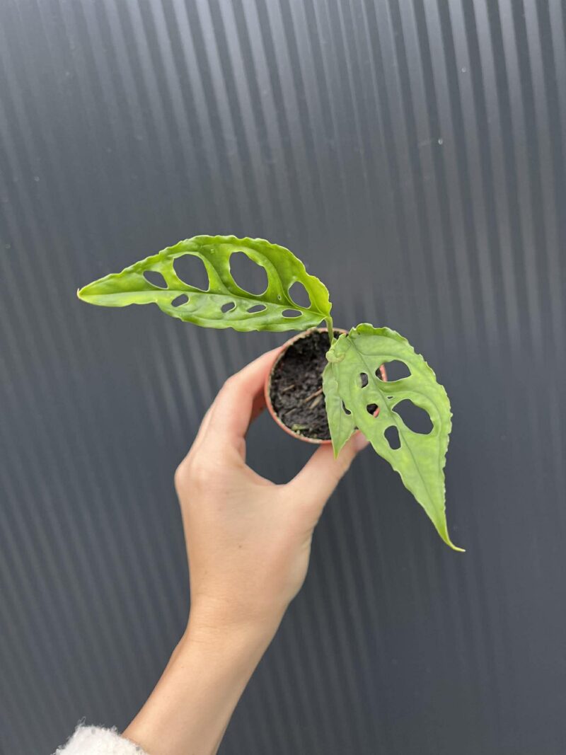 Monstera Obliqua Peru