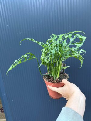 Monstera Obliqua Peru