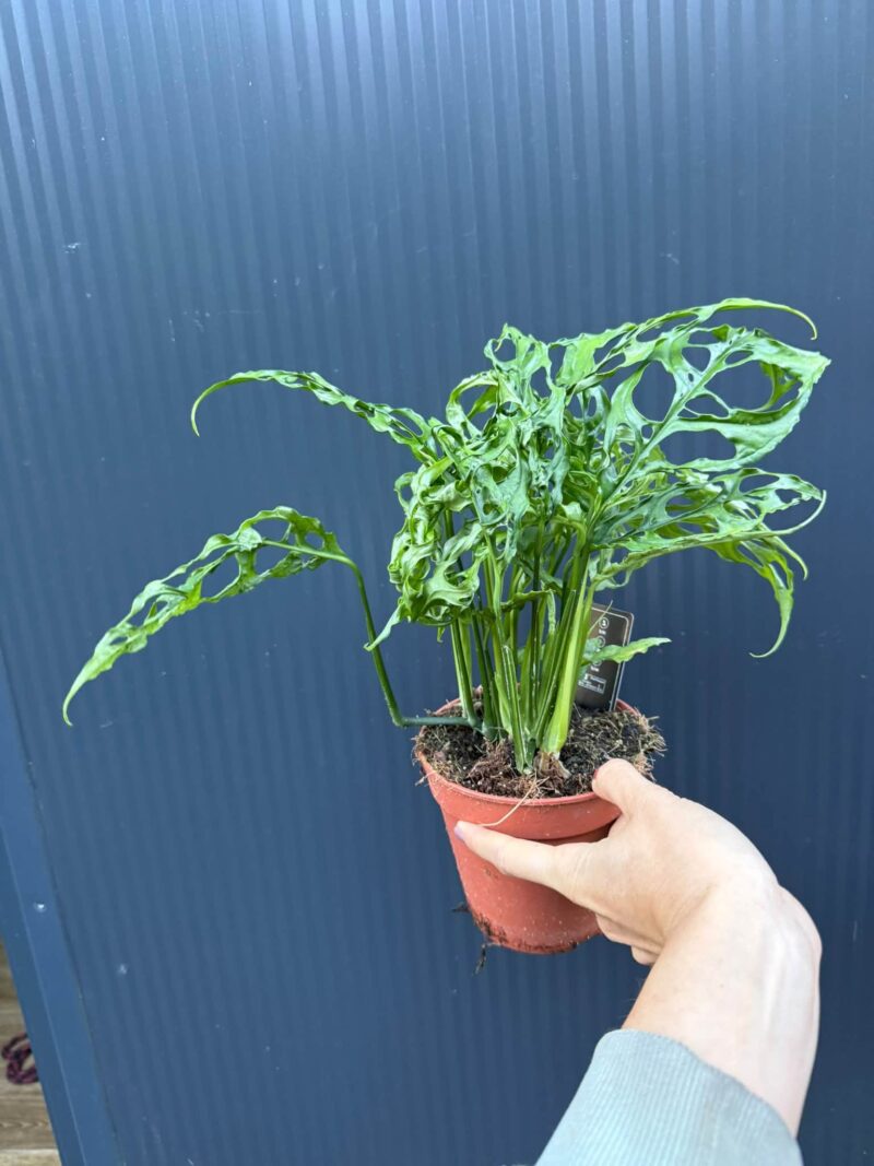 Monstera Obliqua Peru