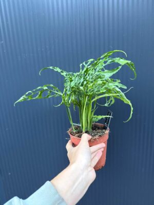 Monstera Obliqua Peru