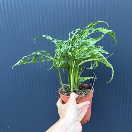 Monstera Obliqua Peru