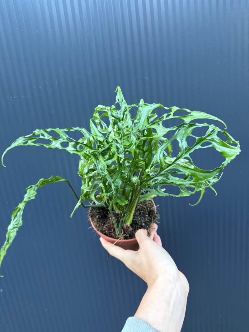 Monstera Obliqua Peru