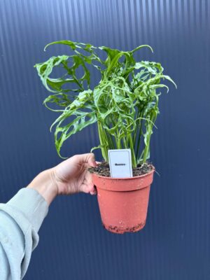 Monstera Obliqua Peru