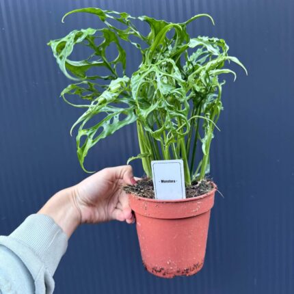 Monstera Obliqua Peru