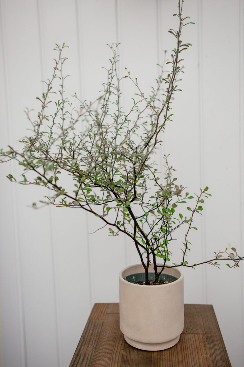 Corokia cotoneaster Corokia cotoneaster