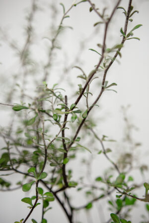 Corokia cotoneaster