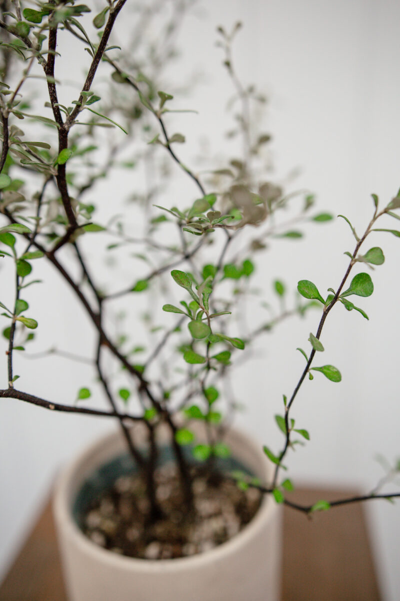 Corokia cotoneaster