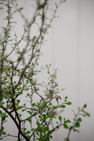 Corokia cotoneaster
