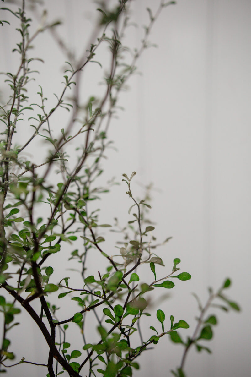 Corokia cotoneaster