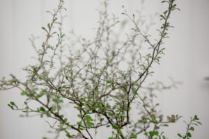 Corokia cotoneaster