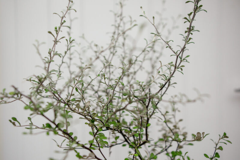 Corokia cotoneaster