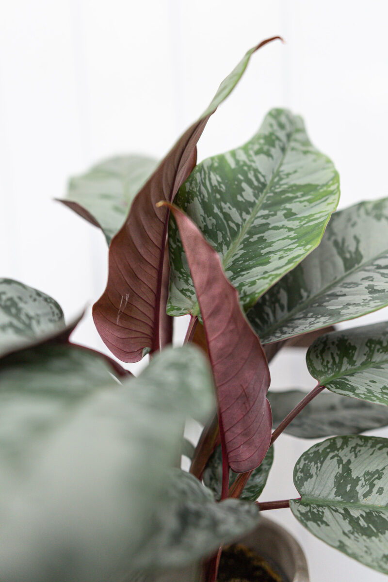 Apoballis acuminatissima ‘Lavallaei’ – Homalomena Purple Sword Apoballis acuminatissima ‘Lavallaei’ – Homalomena Purple Sword