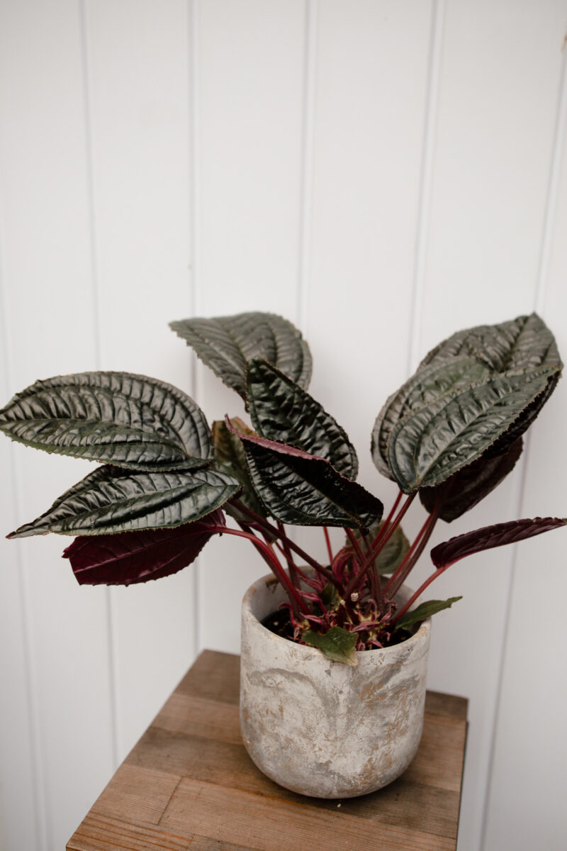 Monolena primuliflora ‘Midnight glory’ Monolena primuliflora ‘Midnight glory’