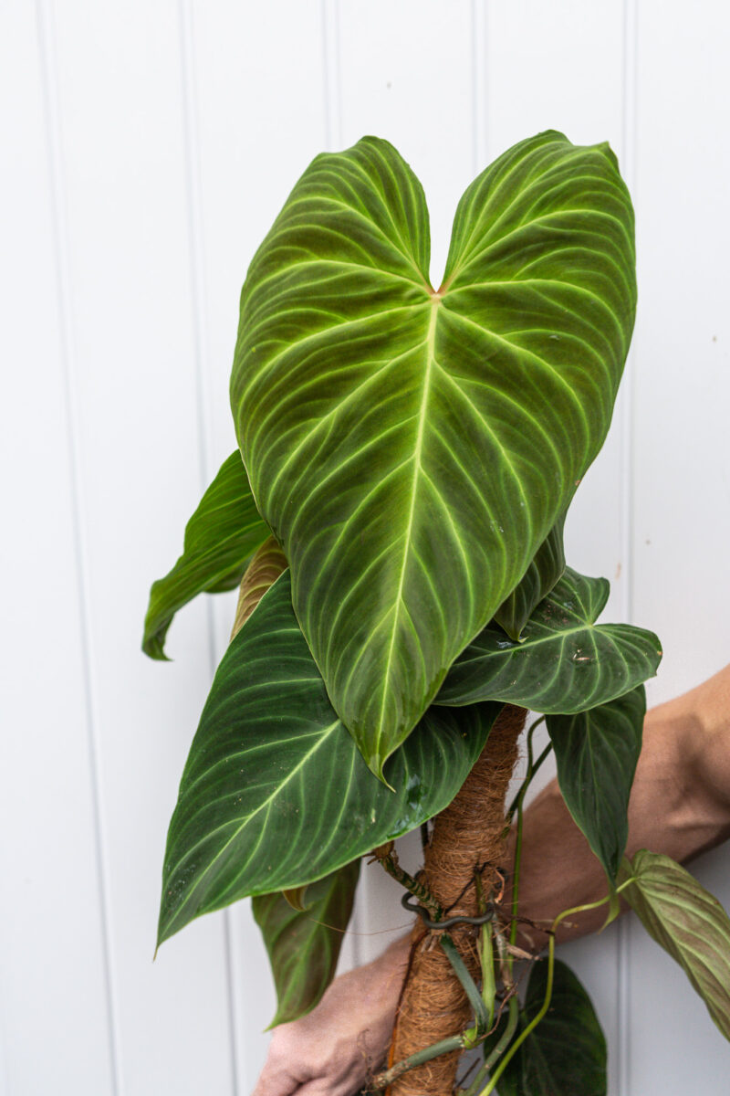 Philodendron Splendid Philodendron Splendid